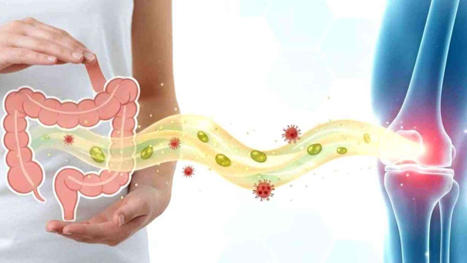 connection-between-the-digestive-system-and-a-healthy-joint